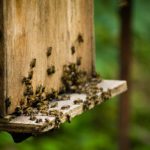 Apiaries in Beekeeping