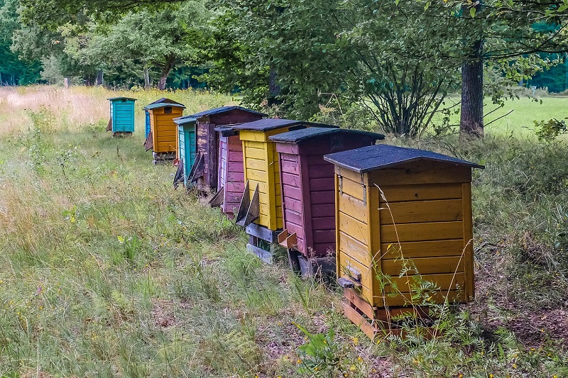 Apiaries should further be located in temperate conditions