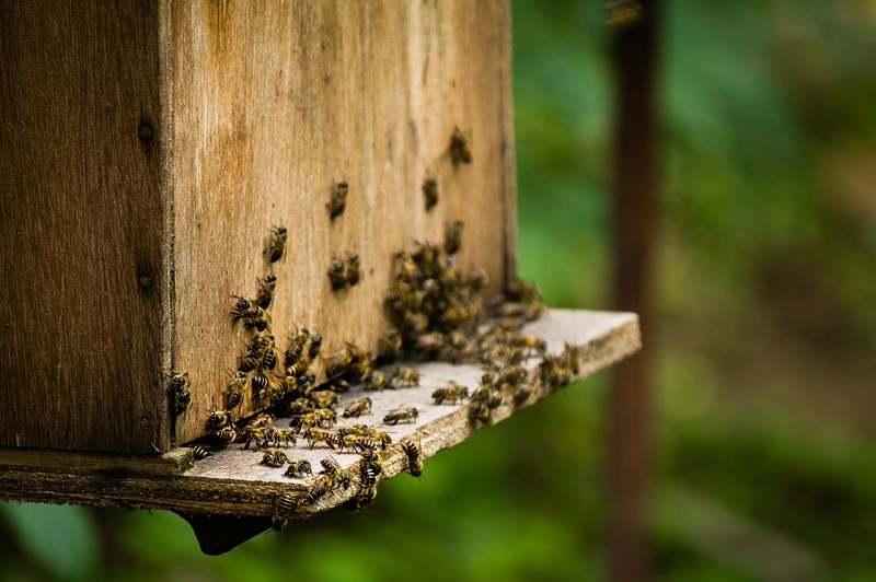Apiaries also have other objectives or roles such as honey production