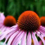 How Much Do You Know about Echinacea Purpurea?