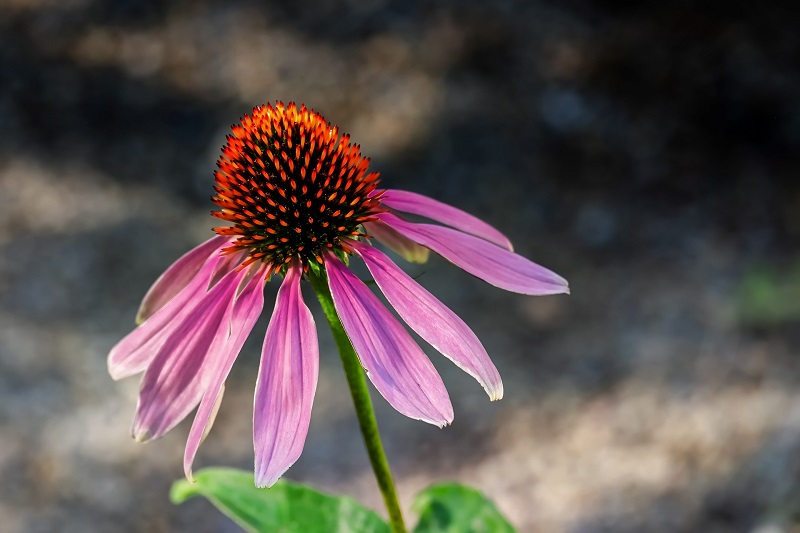 Echinacea Purpurea