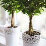 Use these easy tips to keep your houseplants healthy and green
